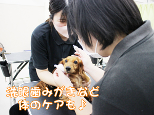 トリマー科も看護実習☆